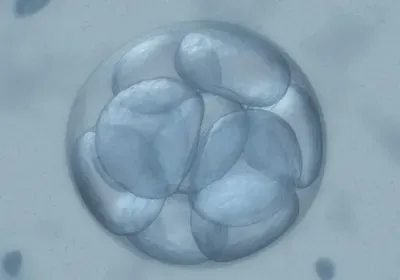 human embryo human embryo